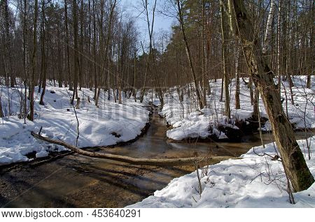 The Confluence Of Two Streams. Spring Forest, Sunny Day At The End Of March.