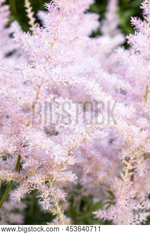 Pink Small Astilba Flowers Close-up. Delicate Pink Background Blurred. Selective Focus. High Quality
