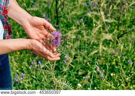 Woman's Hands Holding Milk Thistle Blossom Silybum Marianum In Meadow. Burdock Flower Spiny. Beautif
