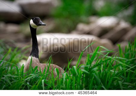 Canada Goose stojící v trávě