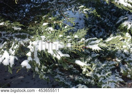 Scale Like Leaves Of Port Orford Cedar Covered With Snow In Mid February