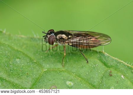 Closeup On A Shiny Small Hoverfly, Platycheirus Albimanus Sitting On A Green Leaf In The Garden