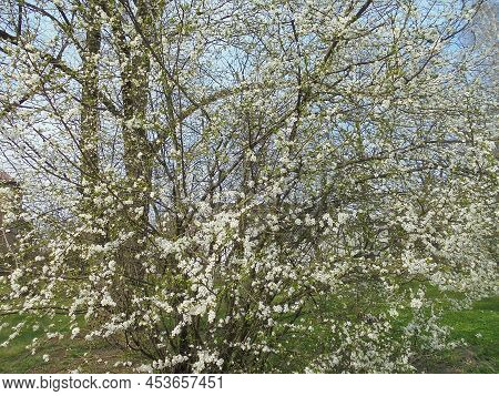 Spring Scene: Large Dense Wild Cherry Bush With Numerous Entangled Twigs And Countless White Blossom
