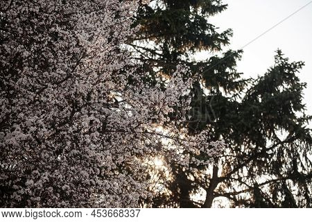 Selective Blur On Blossoms On A Blooming Tree With White Flowers During Spring With Sunset Sky In Ba