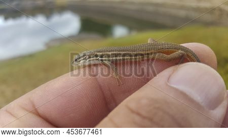 Small Algerian Lizard Caught Between Fingers. Closeup