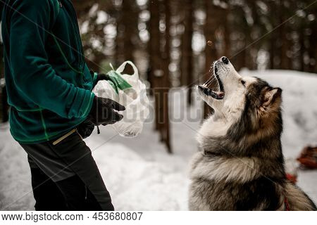 Alaskan Malamute Portrait In A Balcony. Lazy Look, Adorable Face, Wet Black Nose And Grey Fur Of A N