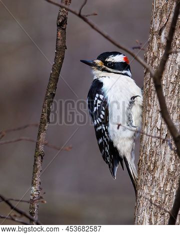 Male Hairy Woodpecker (leuconotopicus Villosus) Perched On A Tree Trunk During Early Spring. Selecti