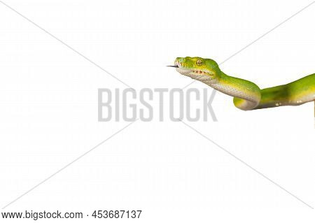 Corallus Caninus - Green Snake Coiled Into A Ball.