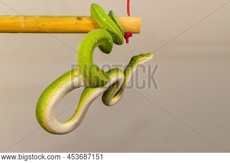 Corallus Caninus - Green Snake Coiled Into A Ball.
