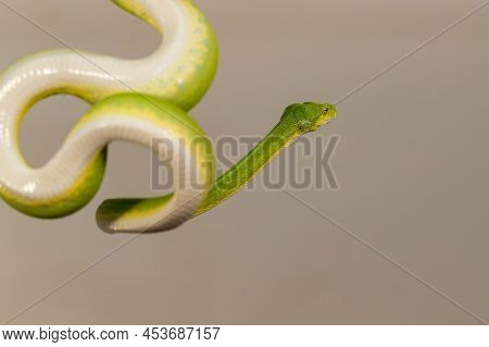 Corallus Caninus - Green Snake Coiled Into A Ball.