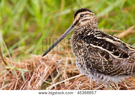 African Snipe In Wetland