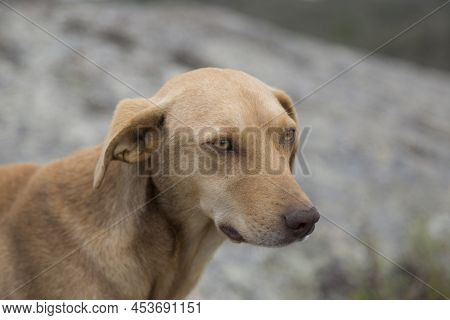 This Beautiful Dog Was Walking Down The Road