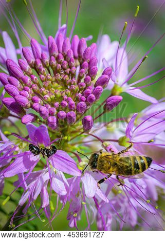 Honey Bee And Ant Feeding On A Beeweed Flower. Macro Close-up.