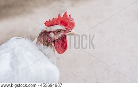 Portrait Of A Rooster, Close Up Of A Rooster With A Red Crest, Head Of A Rooster With A Red Crest Is
