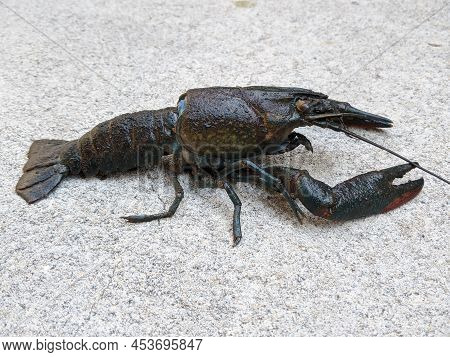 Dark Blue Lobster Animal, Side View Shot