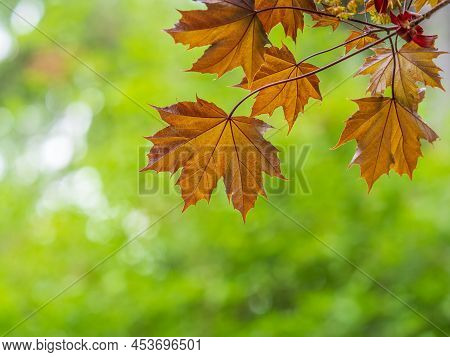 Tree Branch With Dark Red Leaves, Acer Platanoides, The Norway Maple Crimson King. Red Maple Acutifo