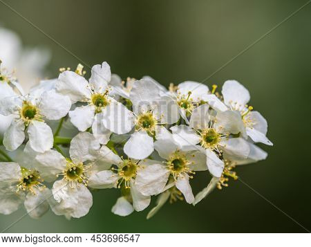 White Flowers Blooming Bird Cherry. Close-up Of A Flowering Prunus Padus Tree With White Little Blos