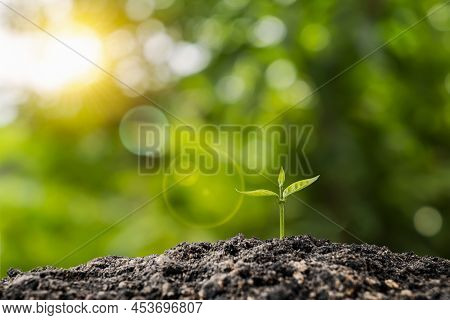 Small Trees With Green Leaves, Natural Growth, And Sunlight, The Concept Of Agriculture, And Sustain