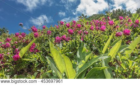 Bright Pink Kamchatka Rhododendrons Bloom In An Alpine Meadow Among Green Foliage. Background- Blue 