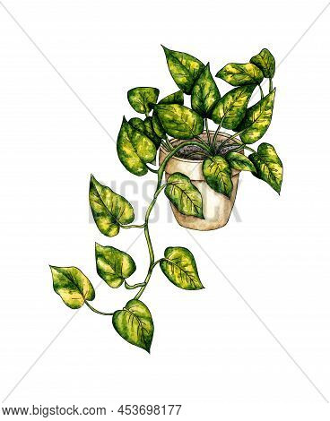 Watercolor Illustration Pothos Weaving Flower In A Pot. It's Perfect For  Posters, Banners, Invitati