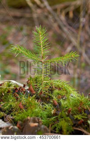 A Small Fir Sprout Grew On The Moss. Selective Focus, Vertical Format