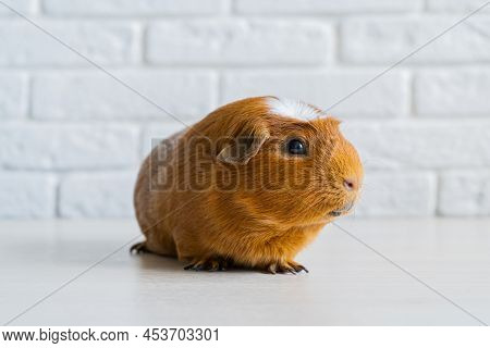 The Red Domestic Guinea Pig Cavia Porcellus, Also Known As Cavy Or Domestic Cavy