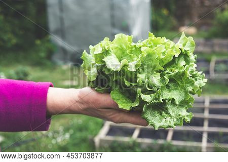 A Hand With Fresh Salad