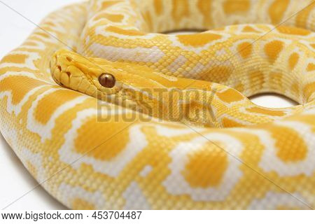 Albino Burmese Python Snake Molurus Bivittatus Isolated On White Background