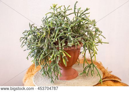 Indoor Potted Plant Rhipsalis Horrida. Epiphytic Plants In The Cactus Family, Typically Known As Mis