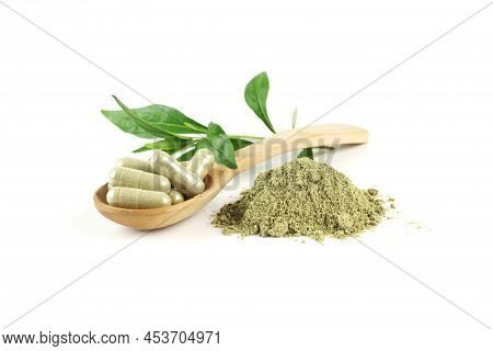 Close Up Andrographis Paniculata (green Chiretta) - Herbal Medicine In Capsule And Fresh Leaves In S