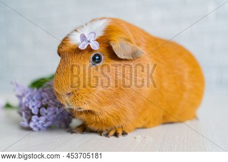 The Red Domestic Guinea Pig Cavia Porcellus, Also Known As Cavy Or Domestic Cavy