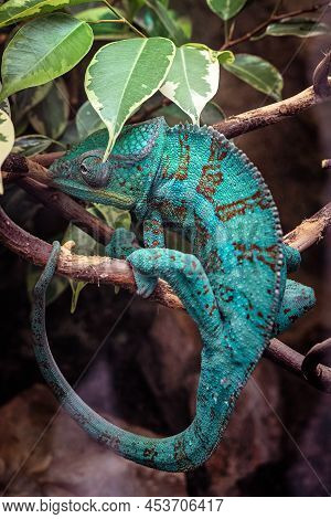 Panter Chameleon On A Branch, Furcifer Pardalis