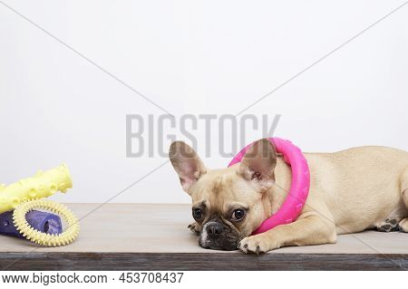 Purebred Sad Dog With A Funny Black Muzzle With Big Ears And Black Eyes Posing With Toy Next To A Va