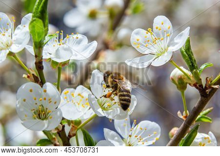 Honey Bee In Caucasian Plum Blossoms. Prunus Cerasifera Var.divaricata
