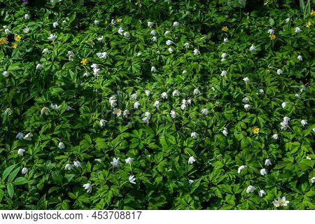 White Springflowers Of Anemone Nemorosa During A Sunny Day At Forest Floor During Springtime