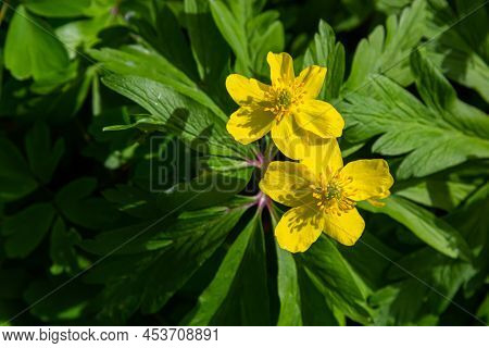 Anemone Ranunculoides, The Yellow Anemone, Yellow Wood Anemone Or Buttercup Anemone
