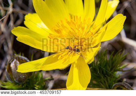 Adonis Vernalis Is A Perennial Flowering Plant In Sping Garden. Adonis Vernalis Is A Medicinal Plant