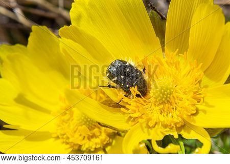 Oxythyrea Funesta On Blooming Adonis Flower, Spring Background, Honey Bee Pollinating Wild Yellow Fl