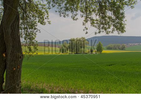 Paisaje de primavera