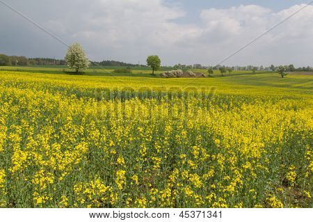 Paisaje de primavera
