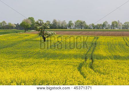 Paisaje de primavera