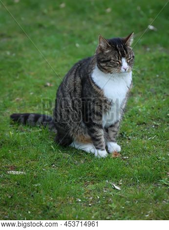 Portrait Of A Free-roaming Tabby Cat In The Village.