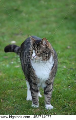 Portrait Of A Free-roaming Tabby Cat In The Village.