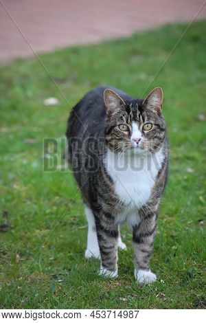 Portrait Of A Free-roaming Tabby Cat In The Village.