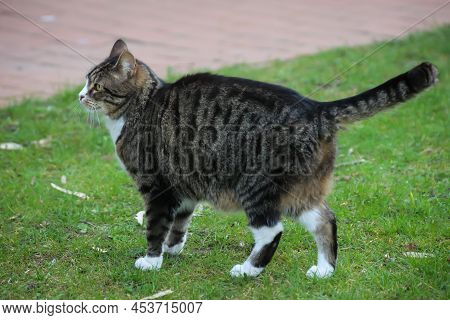Portrait Of A Free-roaming Tabby Cat In The Village.
