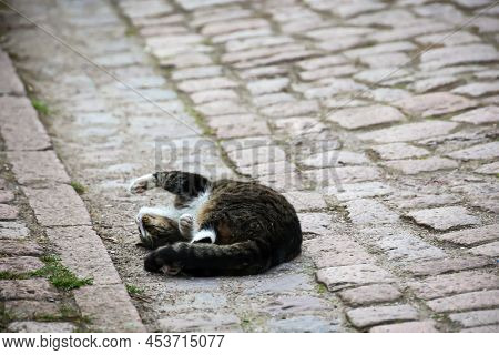 A Tabby Cat Feels Comfortable And Rolls On The Street.