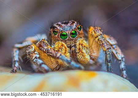 Spider Portrait, Jumping Spider Portrait - Aurelius V-insignitus