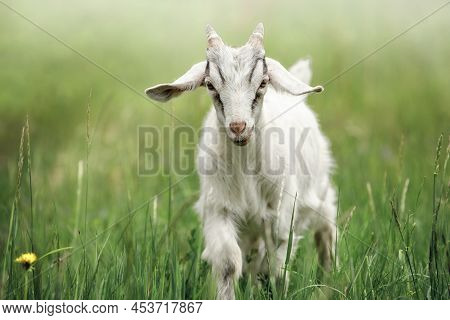 Cute Goatling Looking Right At You Close-up. Young Adorable White Goat On Green Meadow Background. F