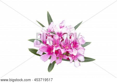 Pink Flower Of Oleander, Sweet Oleander, Rose Bay Or Nerium Oleander Bloom In The Garden Is A Thai H