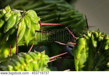 Green Texture Leaves Euphorbia Lactea With Sharp Dark Needles. Concept Of Growing Succulents At Home